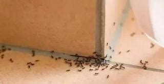 家裡 有 螞蟻 代表 什麼 摔壞